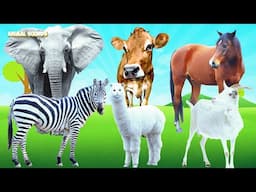 Herbivores Zebra, Horse, elephant, cow, horse, goat, giraffe, Chickens   Animal sounds   Part 1