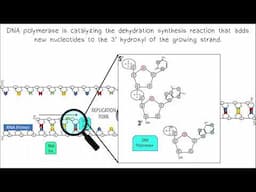 DNA Replication AP Biology