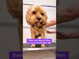 A tail brushing hack for those dogs that like to sit #doggroomingtips #doggroominglife