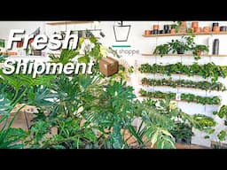 Finding Beautiful Plants for a Great Deal! Local Plant Shopee | Chill Plant Chores