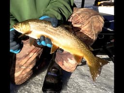 Ice fishing In A Winter Blizzard. Catching Splake, Tiger Trout and Brook Trout.