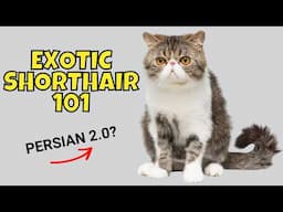 Exotic Shorthair Cat 101: What to Know Before Adopting One