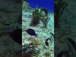 Green Moray Eel Eating an Octopus #morayeel #moraya #oceanlife #marinelife #eels