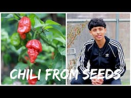 When To Sow Chilli Seeds | Growing Chilli From Seeds