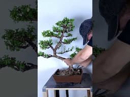 How to Re-Pot a Portulacaria Afra Bonsai