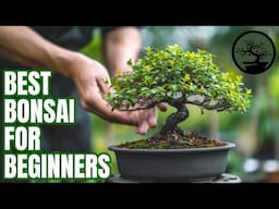 How To Create STUNNING Bonsai for Beginners (3 Easiest Types)