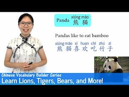 Learn Lions, Tigers, Bears, and More in Chinese | Vocab Lesson 31 | Chinese Vocabulary Series