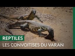 Deux varans se disputent une belle prise