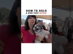 How To Hold A Dog That Bites #dogtips #doglover #dogshorts