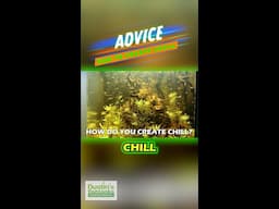 ADVICE: How To Create Chill In Your Planted Aquarium