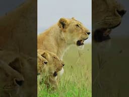 Why Are Lions So Strong? #lion #power #wildcats