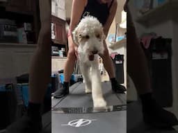 Treadmill with Dogs on Their 2 year 🎁 Birthday 🎉