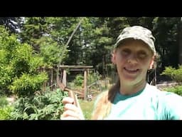 Chop and Drop Food Forrest Edible Landscape Maintenance and June 3 Garden Update | PNW from Scratch