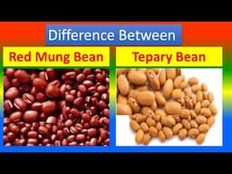 Differences Between Medical And Health Benefits Of Red Mung Bean And  Tepary Bean