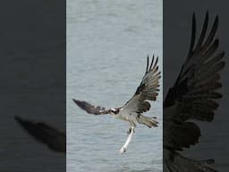 Osprey pulls a big fish from the shallows and flies away to enjoy its hard earned catch.