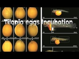 Tilapia Eggs Incubation