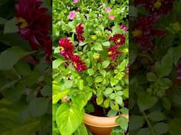 My terrace garden plants,all grown from seeds #dahlia #gazania #petunia #balsom WhatsApp 93462 29469