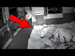 Owner Installs Camera, Sees Why his horse Always Tired