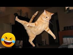 Try Not To Laugh 🤣 New Funny Cats Video 😹