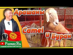 Буран, Camel и другие арашаны из хозяйства Паншера. Кыргызстан.