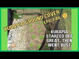 I Tried Kurapia Ground Cover - The Results Are In