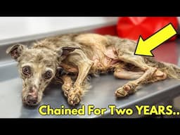 Dog Left Chained For 2 Years Has The Most Astonishing Recovery!