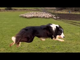 Super border collie sheepdog herding sheep