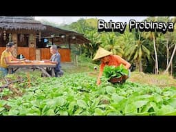 Harvesting and Cooking Fresh Pechay from our Garden | Philippine Countryside@AmigaCha