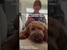 Just relax | Mabel The Whoodle | Daily dog brushing | #doggroomingtips #dogshorts