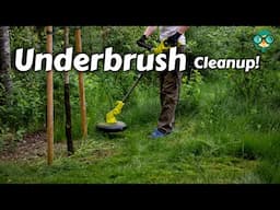 How to Clear Underbrush || Clearing Overgrown Land || Under Brushing || Best Way to Clear Underbrush