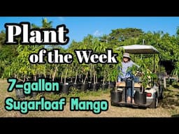 Plant of the Week | 7-gallon 'Sugarloaf' Mango Tree