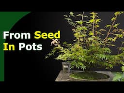 Growing Bonsai From Seed In Pots (How to and benefits)