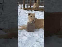 Lively Lion LIVE || The Wildcat Sanctuary