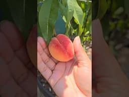 🍑Peaches anyone?