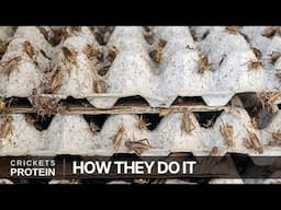 How Crickets Are Farmed and Made Into Protein Powder - Edible Insects Farm Industry