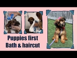 Tricks & Tips for Puppy’s First Bath, Blow Dry & Haircut | Mabel The Whoodle | Dog Grooming