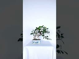 Real Bonsai from Ginseng Ficus is Possible