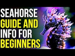 Seahorse Info and Care! | All About the Seahorse