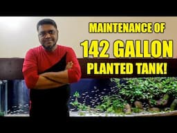 Maintenance of my 142 Gallon Planted Tank!!!