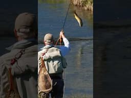 Fly Fishing MONTANA - BIG TROUT - Spring Fly Fishing hatches