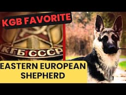 KGB's favorite: Eastern European Shepherd Dog