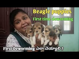 Beagle puppies first time deworming video | Isha pupies deworming | Deworming | keerthi puppy vlogs