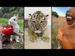 Cute and funny ANIMALS 🐯Videos🔶 Сompilation # 8🔶