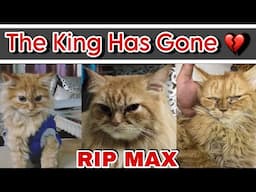 Max is no more 😭💔