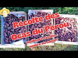 Récolte des Ocas du Pérou