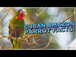 Cuban Amazon Parrot: All You Need to Know