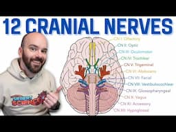 12 Cranial Nerves