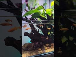 NATURE STYLE AQUARIUM#aquarium #aquascape #nature #pets #petfish #aquariumplants #plantedaquarium