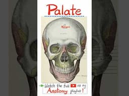 Anatomy of Palate and Paranasal Sinuses - Head & Neck...#anatomy #physiology #biology #nurse #doctor