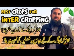 Intercropping Ka Asaan Tareeqa | Double Fasal, Double Munafa | Behtareen Crop Combos for High Profit